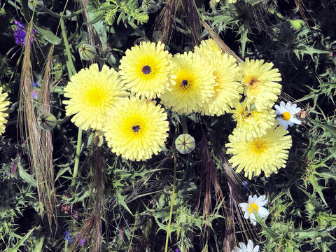 Cagliari, Sardinia, May 5, 2025. On seemingly arid terrain, yet rich in wild vegetation, there is a bush of Urospermum dalechampii, in Italy also called "Boccione Maggiore".