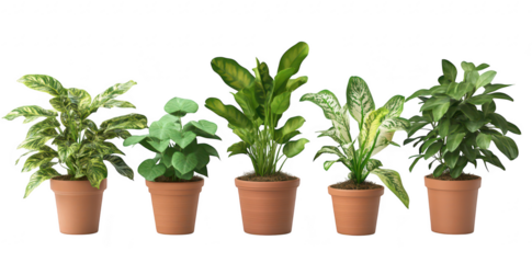 A display of five diverse indoor plants in terracotta pots. various leaf shapes and colors against a minimalist white background. perfect for home decor inspiration