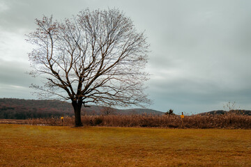 Fototapeta premium trees in a park during winter with a cloudy overcast sky