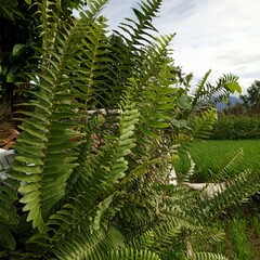 Close-up of Small Fern Plant in Garden
