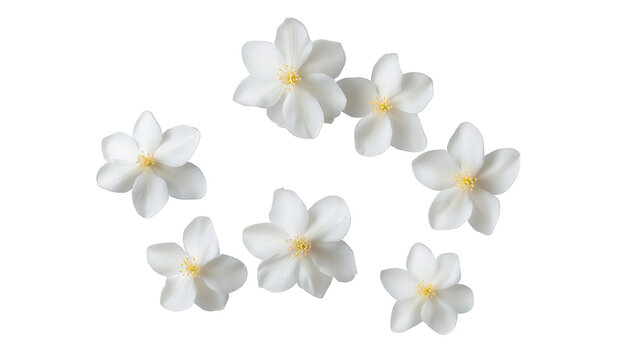 A serene collection of white jasmine flowers, isolated on transparent background, arranged in a circular pattern, symbolizing purity, fragrance, and delicate beauty in natures embrace