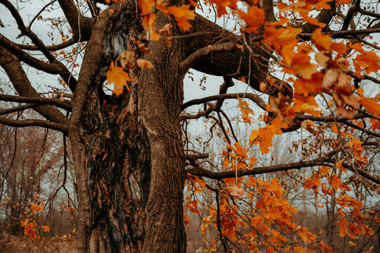 A large dying tree in the park during fall. 