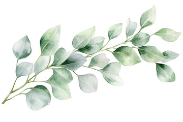 Obraz premium A delicate watercolor illustration of a lush green eucalyptus branch. its soft. muted colors and intricate leaf shapes. perfect for botanical-themed designs or nature-inspired decor