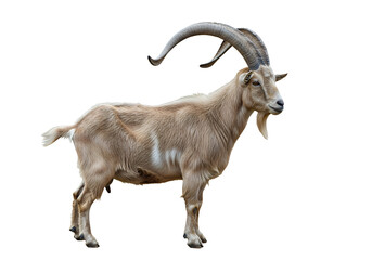 Majestic ibex with impressive horns standing tall, symbolizing strength and resilience, perfect for wildlife conservation campaigns or educational materials