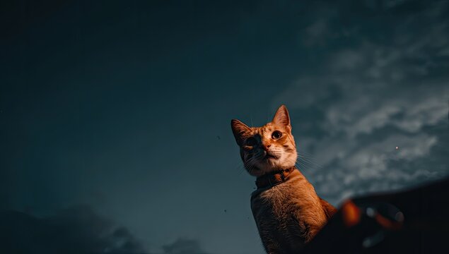 Ginger tabby cat looks up at dramatic stormy sky with clouds.