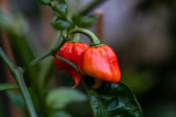 Pimiento chile Carolina Reaper en planta