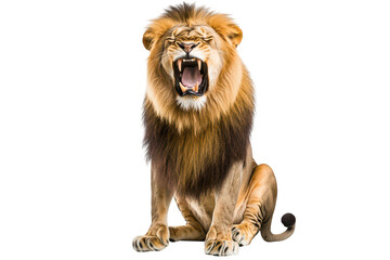 Obraz premium A majestic lion with a powerful roar. its mane and strong physique. set against a clean white background that emphasizes its natural beauty and strength