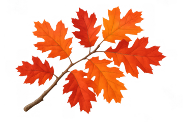 Oak branch displaying colorful autumn leaves in shades of orange and red, celebrating the fall season. Transparent background