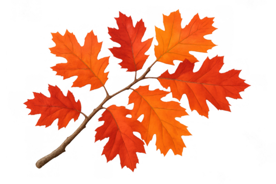 Oak branch displaying colorful autumn leaves in shades of orange and red, celebrating the fall season. Transparent background - Powered by Adobe
