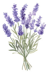 Obraz premium Watercolor painting of a lavender bouquet isolated on transparent background, featuring delicate purple flowers and slender green leaves in a charming arrangement