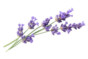 Obraz premium Closeup of lavender sprigs isolated on transparent background, showcasing their delicate purple flowers and slender green stems in a simple yet elegant composition