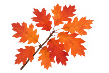 Autumn oak branch with vibrant orange and red leaves showing seasonal change and falling foliage, transparent background