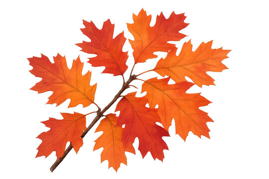 Autumn oak branch with vibrant orange and red leaves showing seasonal change and falling foliage, transparent background