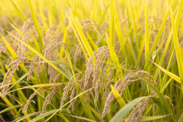 収穫期の稲穂　品種：つや姫
