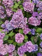 purple hydrangea flowers