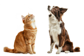 A playful orange tabby cat and a curious brown and white border collie sit side by side. gazing upwards in a bright. minimalist studio setting. their friendship and companionship