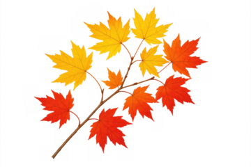Maple leaves displaying vibrant red and yellow autumn colors on a tree branch, bringing a feel of the fall season