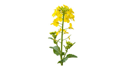 Vibrant Yellow Rapeseed Flower Isolated on White Background.