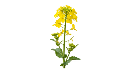 Vibrant Yellow Rapeseed Flower Isolated on White Background.