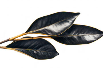 A close-up view of glossy. dark green magnolia leaves with prominent yellow edges. their intricate texture and sheen against a clean white background. ideal for nature-themed designs