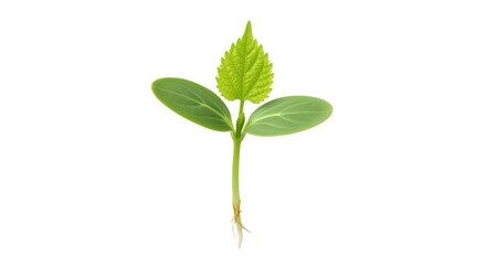 Young seedling sprouting with vibrant green leaves and delicate roots growing.