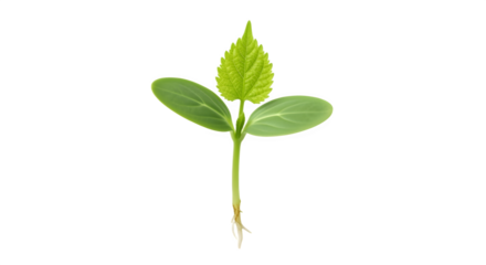 Young seedling sprouting with vibrant green leaves and delicate roots growing.