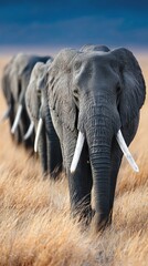 Naklejka premium Majestic giants: elephants roaming the heart of the african savanna. Studio shot. Epic african journey: elephants move gracefully through tarangire park. Creative poster. Professional photo.