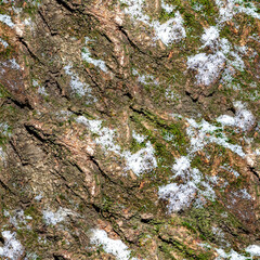 Seamless 4k photo texture of tree trunk wood or bark material surface covered in snow.