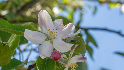 Closeupo of the blossom from apple tree