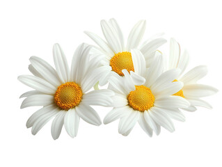 Obraz premium Group of white daisy flowers isolated on transparent background, displaying their delicate petals and bright yellow centers in a clean, minimalist composition