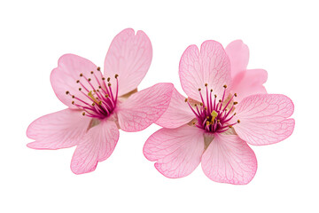 Two delicate pink cherry blossoms isolated on transparent background, showcasing their intricate details and soft hues, evoking a sense of springtime beauty and fragility