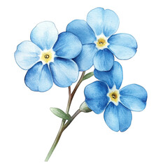 Fototapeta premium Watercolor illustration of a cluster of forgetmenot flowers, isolated on transparent background, showcasing delicate blue petals and green leaves in a botanical style
