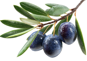 Olive branch three ripe olives, leaves, dark and vibrant
