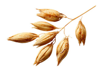Dried oat sprig with papery husks, isolated on black