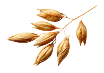 Dried oat sprig with papery husks, isolated on black
