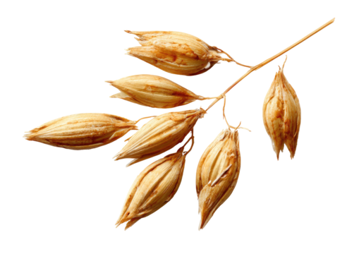 Dried oat sprig with papery husks, isolated on black