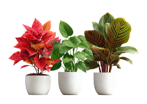 Three potted plants with vibrant foliage on a black backdrop
