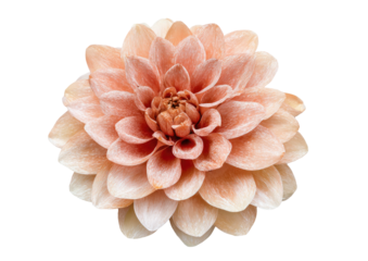 Peach dahlia bloom with layered petals on a black backdrop