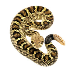 Obraz premium Coiled rattlesnake dangerous venomous wildlife reptile studio shot facing camera. isolated PNG with Transparent Background