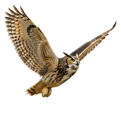Powerful wild owl in full flight with wings widely spread nature photo isolated PNG with Transparent Background