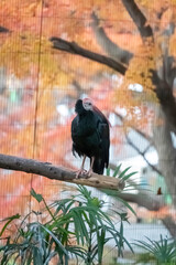 紅葉とホオアカトキ 