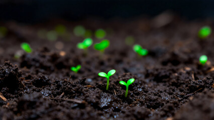  Close-up of Tiny Green Seedlings Emerging from Dark Soil with Shallow Depth of Field