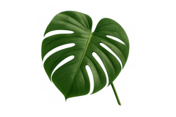 Monstera deliciosa leaf with iconic fenestrations against a transparent background, tropical plant isolated for design