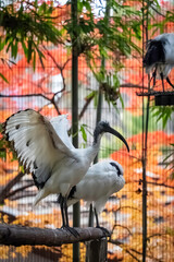 紅葉とオーストラリアクロトキ