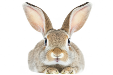 A close-up view of a fluffy brown rabbit with large ears. sitting calmly against a white background. its cute features. perfect for nature or animal-themed projects