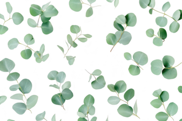 A serene arrangement of eucalyptus leaves scattered on a clean white background. creating a fresh and calming atmosphere. ideal for nature-themed designs or wellness content