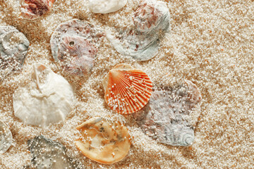 Colored Shells summer pattern on sandy beach, aesthetic nature still life, organic shapes, beauty nature background. Closeup seashells at Soft lighting, warm tones create natural, beachy mood