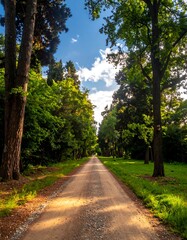 A sunlit gravel path, flanked by tall, green trees under a bright blue sky with fluffy clouds