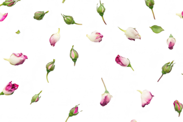 A serene arrangement of delicate pink and white rose buds scattered on a clean white background. creating a tranquil and elegant atmosphere. ideal for floral-themed designs and decorations