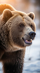 Obraz premium Closeup portrait of a brown bear in winter wildlife photography for nature lovers and animal fans